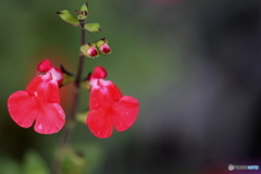 赤い靴を履いたダンサー