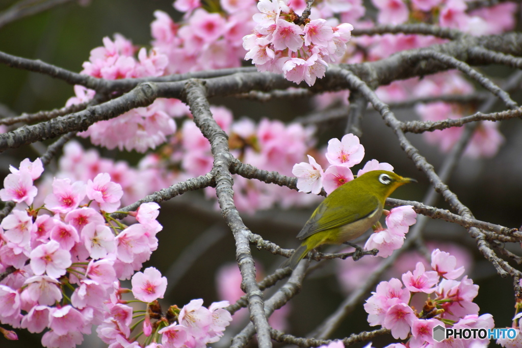 満開の桜と メジロちゃん