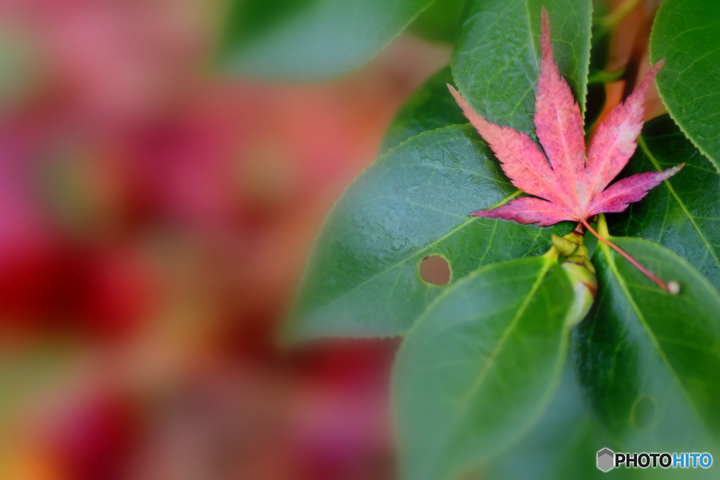 まだ秋の色が撮れる幸せ