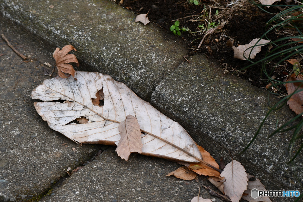 お散歩中に怪しい人がいました