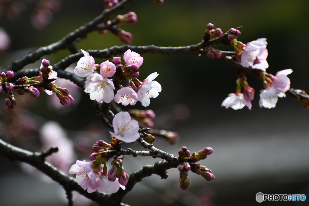 薬師池公園の熱海寒桜