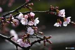 薬師池公園の熱海寒桜