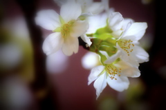 花瓶の桜