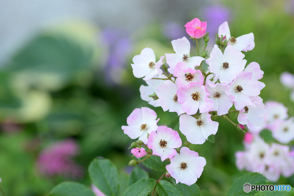 楽しいおしゃべり