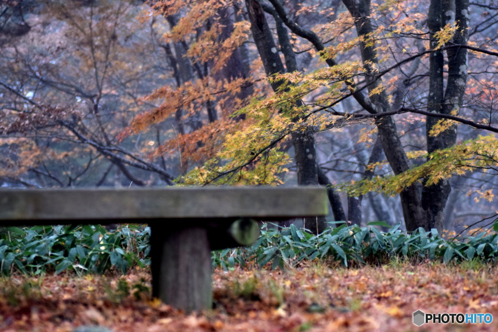 今日は、まだ秋でした