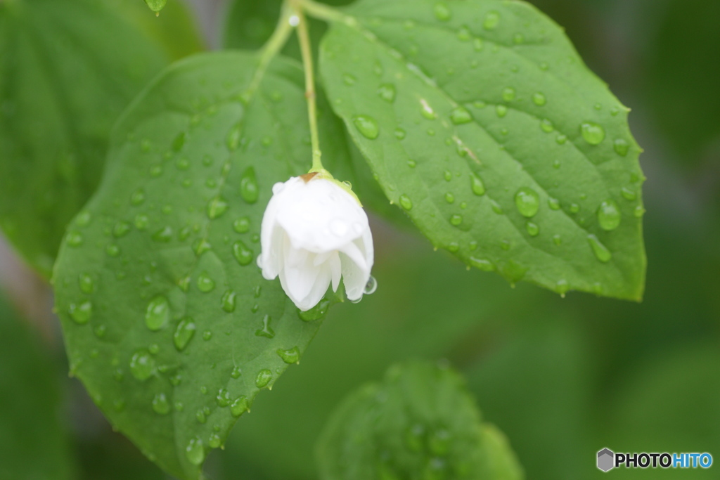 雨上がり