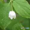 雨上がり