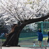 満開の桜の下で