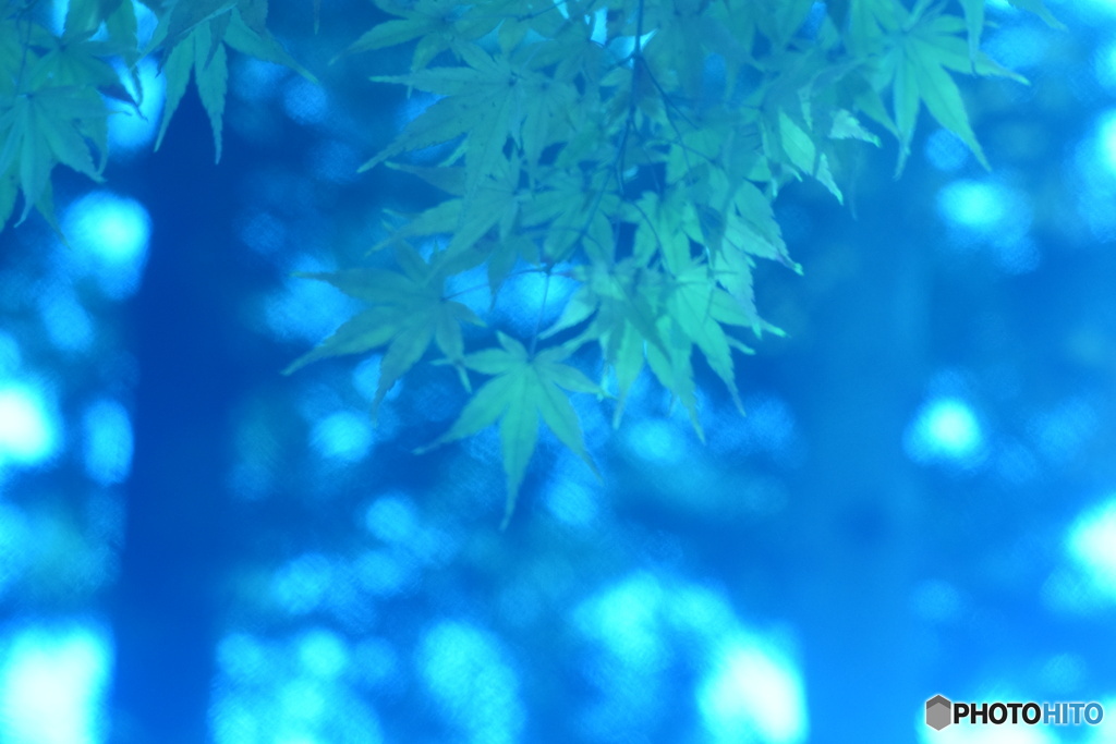 最後のモミジの木
