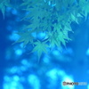 最後のモミジの木