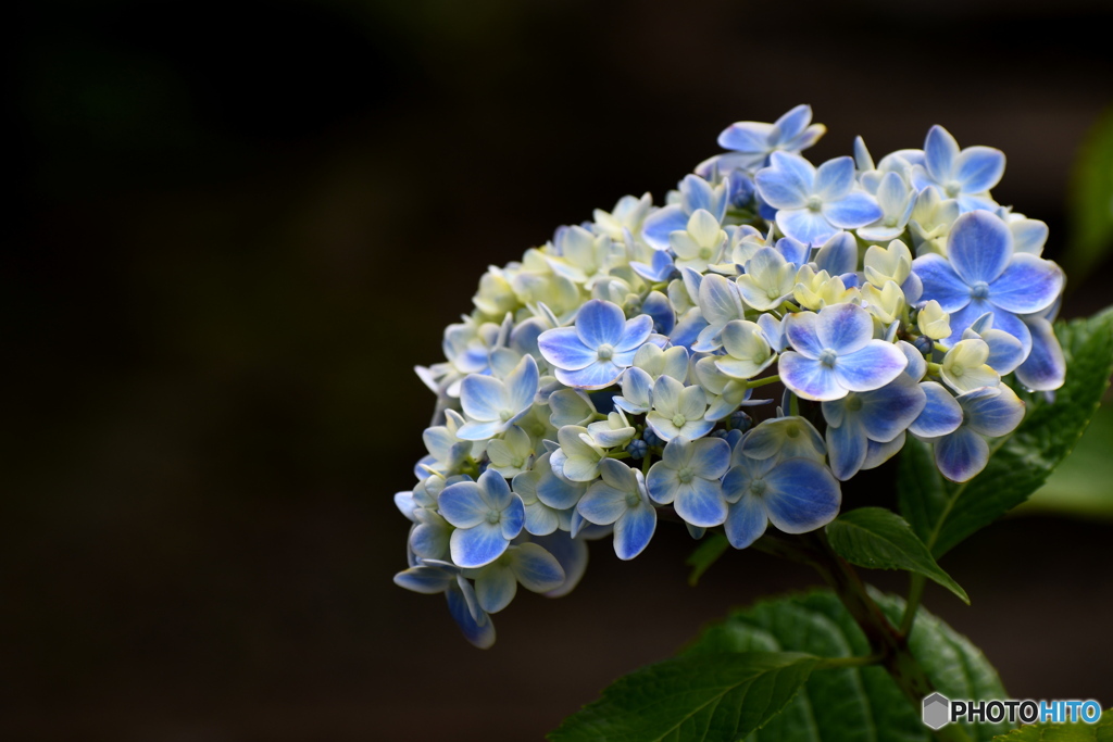 紫陽花