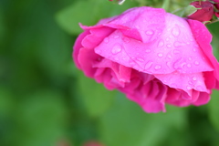 今朝の薔薇