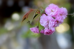 八重桜