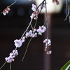 菅原神社のしだれ梅②