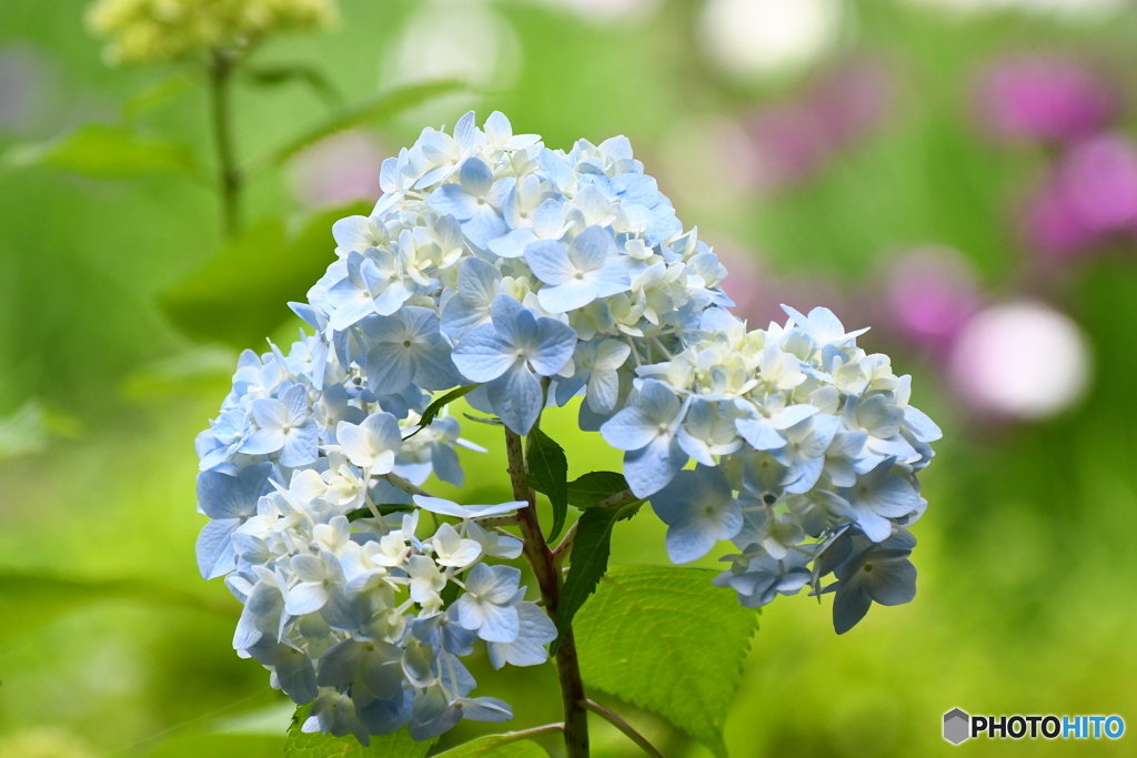 紫陽花