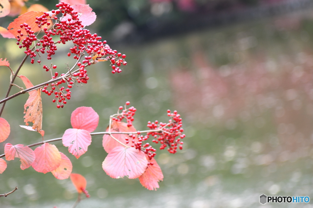 池のそばの ガマズミ