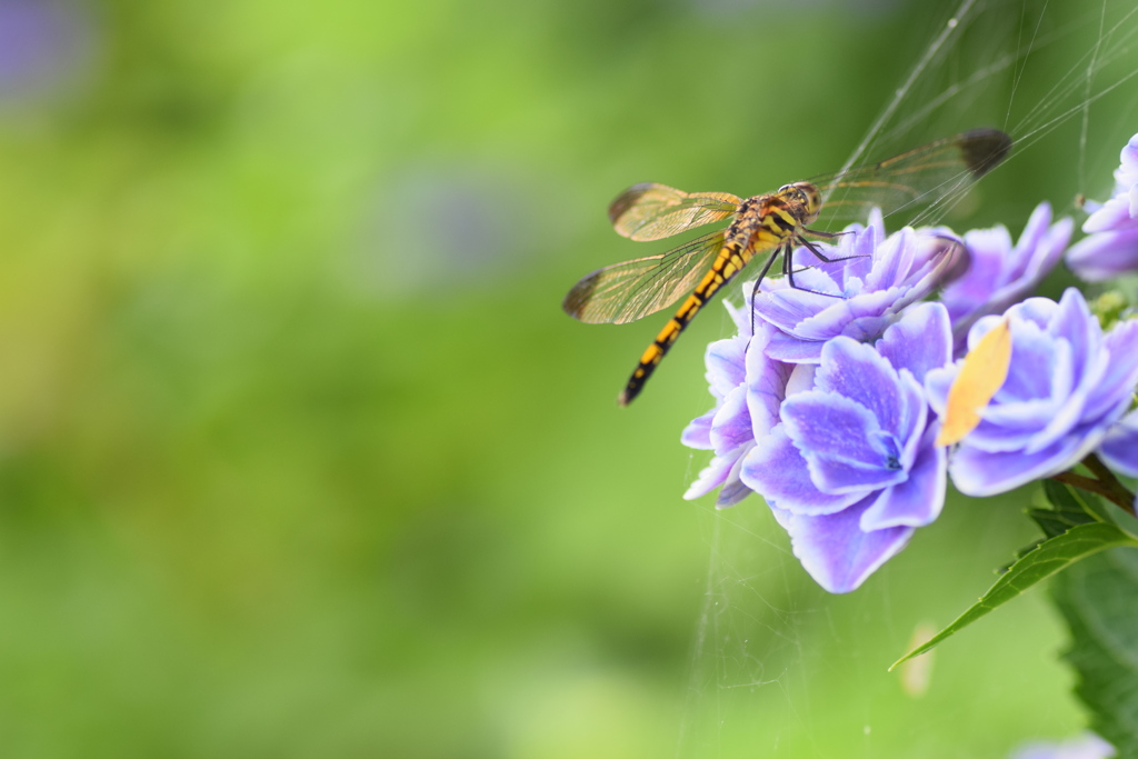 この紫陽花が好きなんです