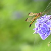 この紫陽花が好きなんです