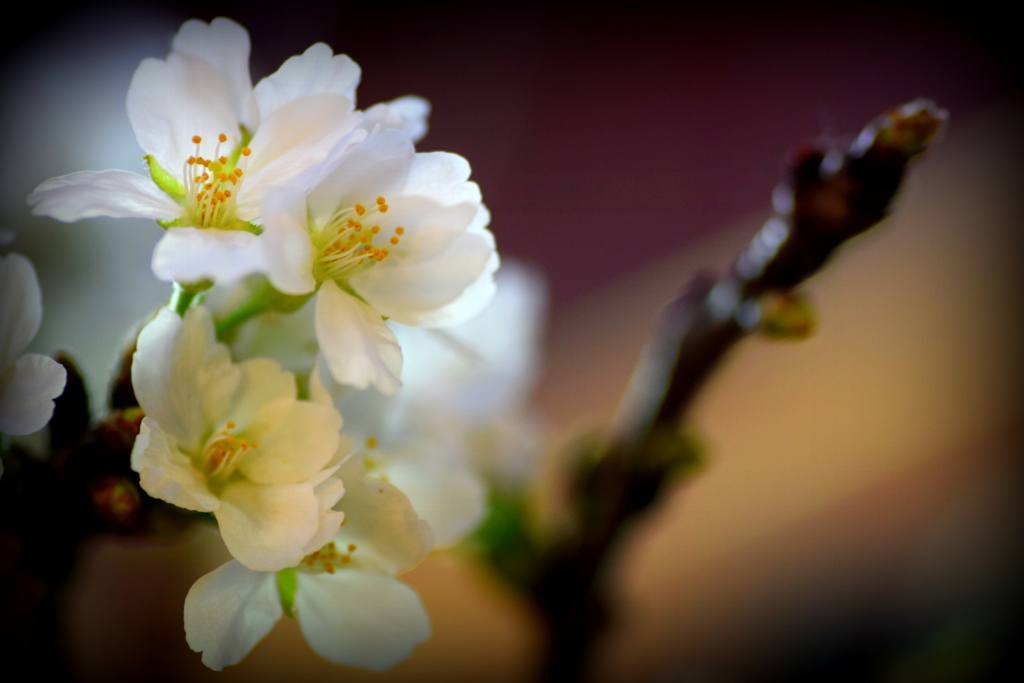 我が家の桜－２