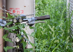 元気な草たち