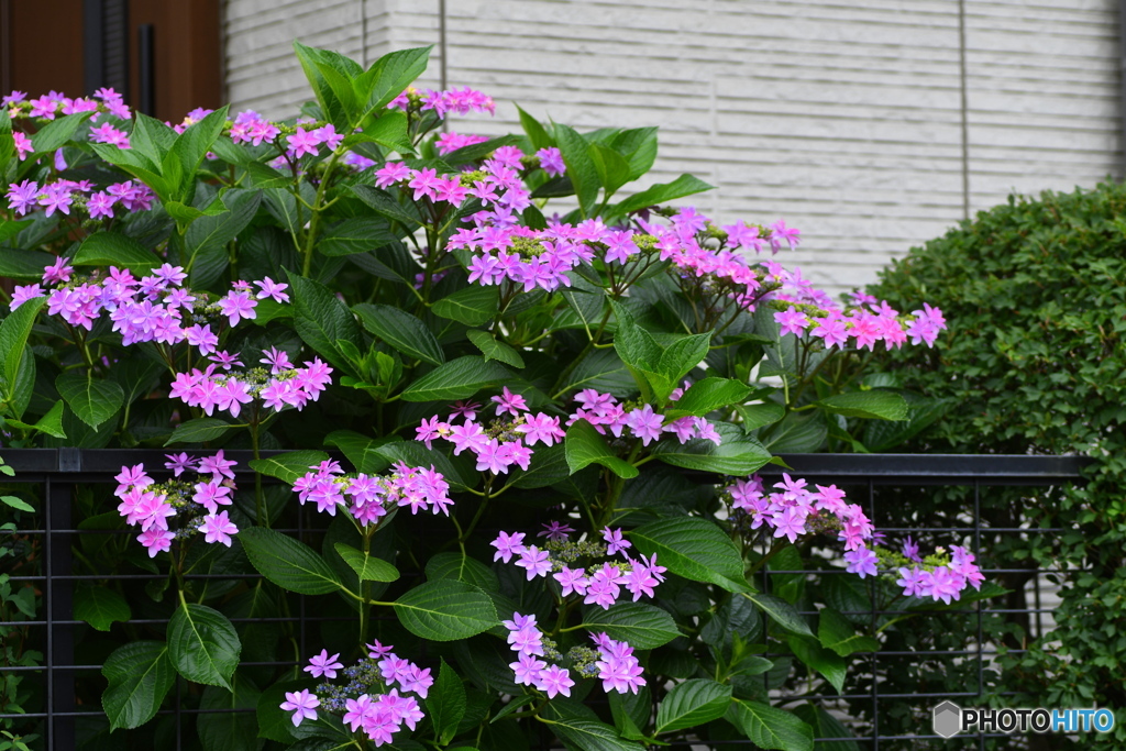 近所の紫陽花