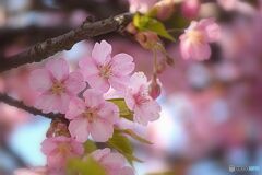 青空と桜