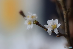 山形の啓翁桜