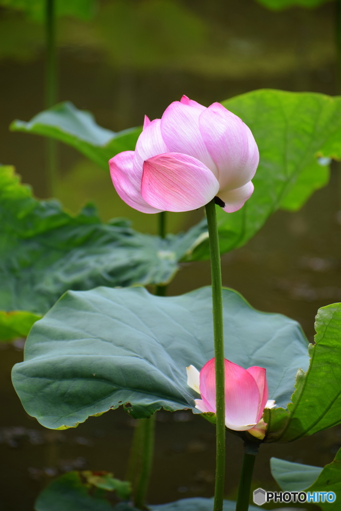 寂しそうな蓮の花
