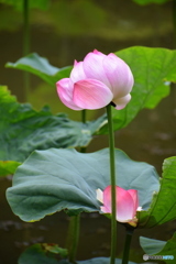 寂しそうな蓮の花