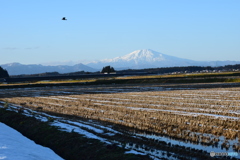 田園を見下ろす鳥海山