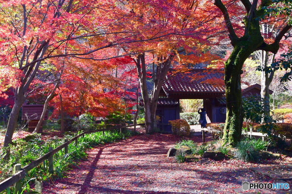 薬師池公園の紅葉