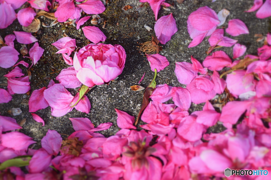 ピンクの花びら