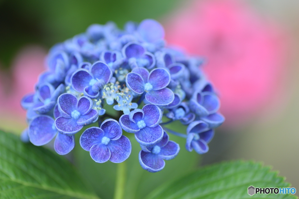 今朝の紫陽花