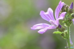 紫色のお花