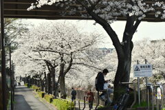 満開の桜⑤