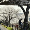 満開の桜⑤