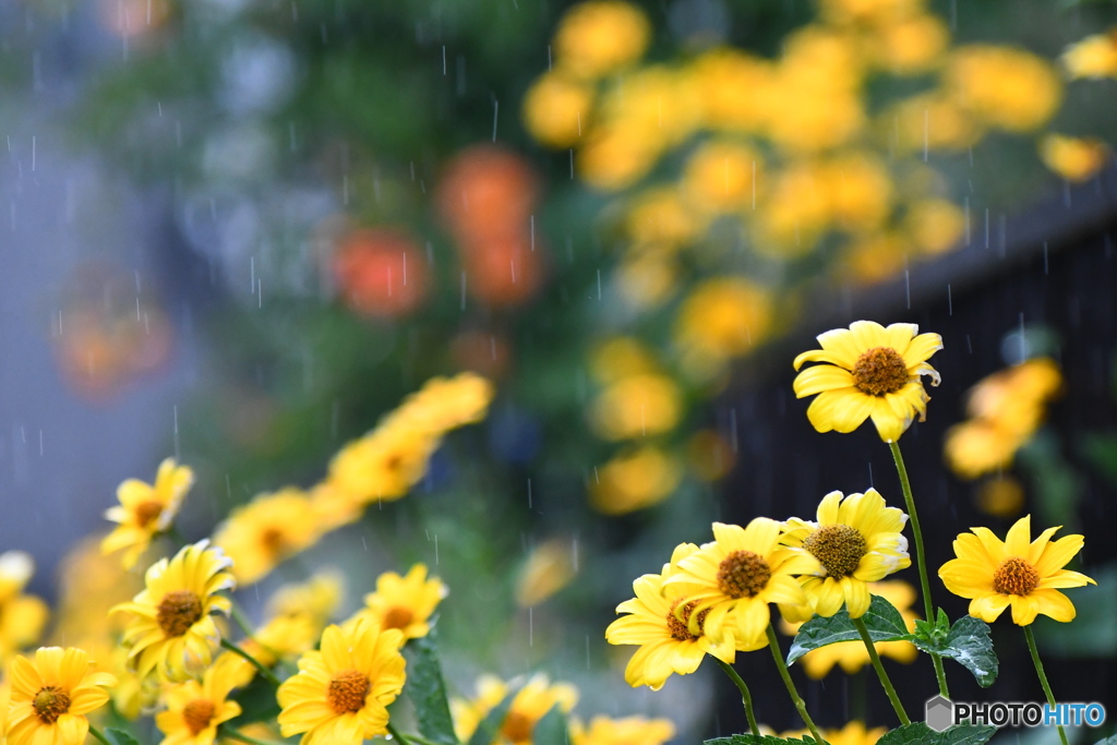 雨の日のお散歩②