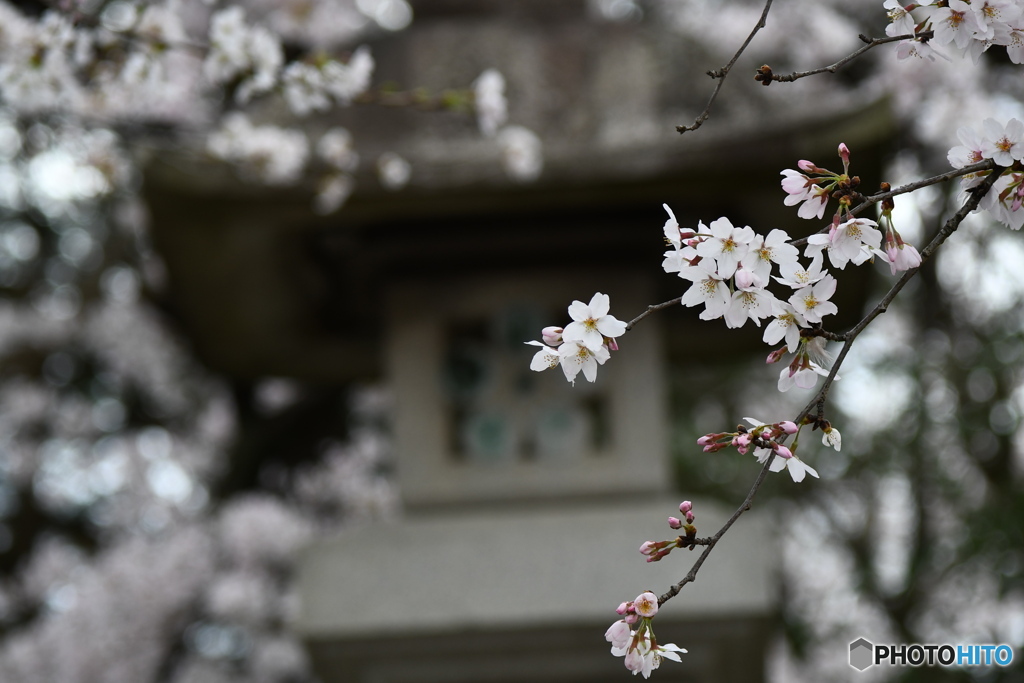 菅原神社の桜