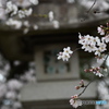 菅原神社の桜