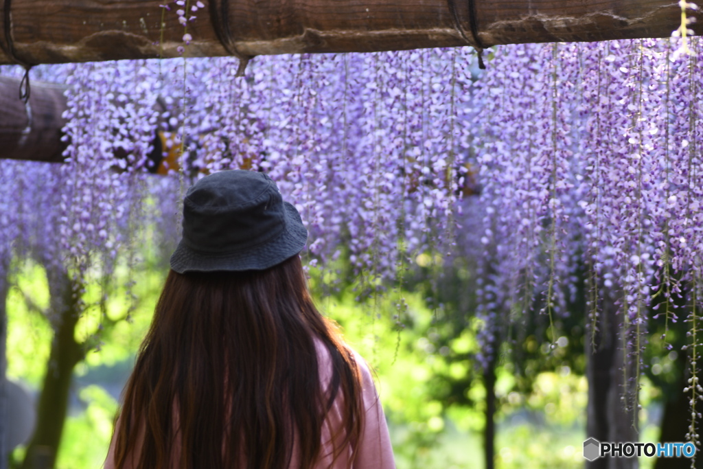 藤の花を眺める女性