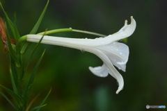 道端の花