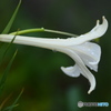 道端の花