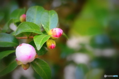 山茶花の季節