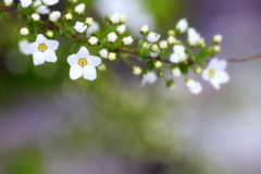 ユキヤナギ