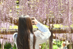 藤の花を撮る人