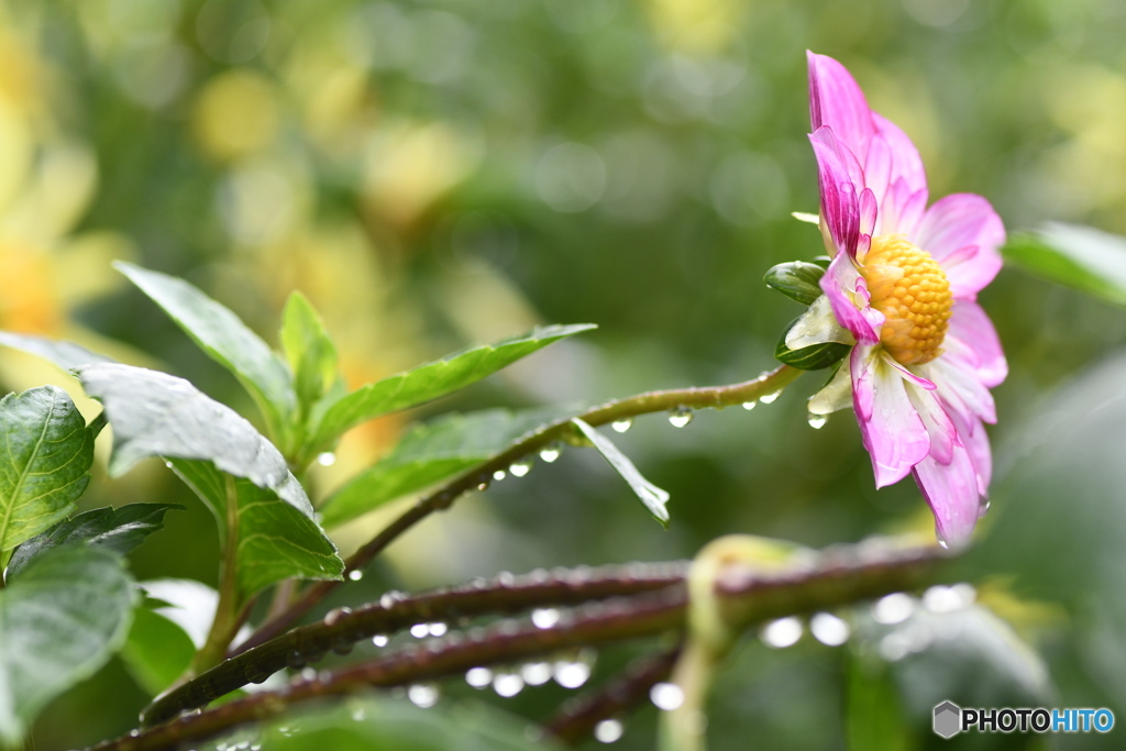 雨の日のダリア①