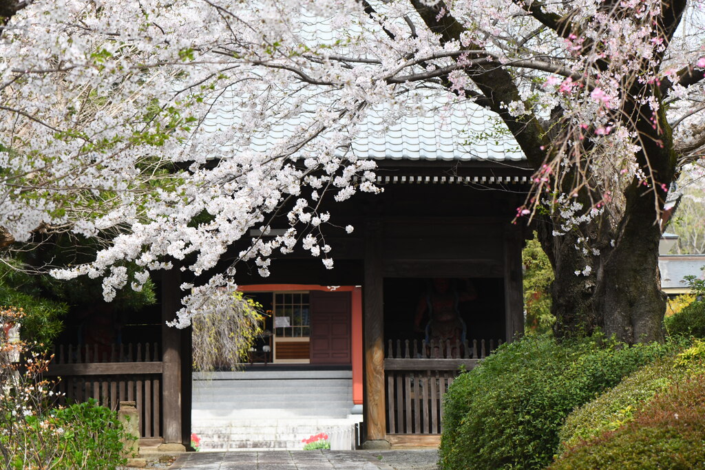 今日の宏善寺