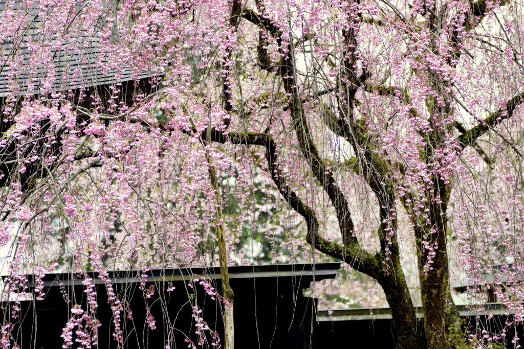 角館の桜