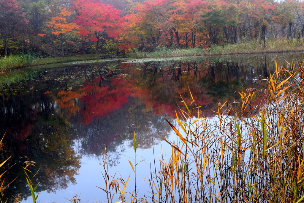 ひょうたん池ー２ by ドキドキ （ID：8225355） - 写真共有サイト 