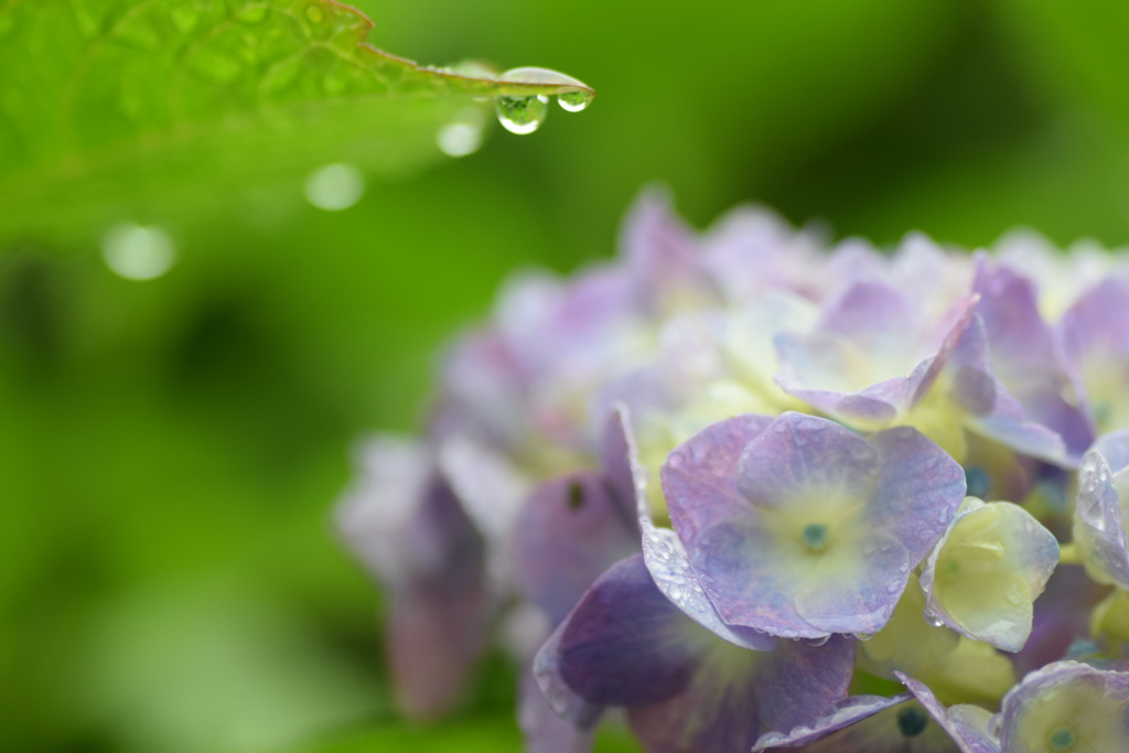 僕の下で雨宿りして